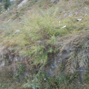 Land for sale at Budhanilkantha near vipasa dhyanroad